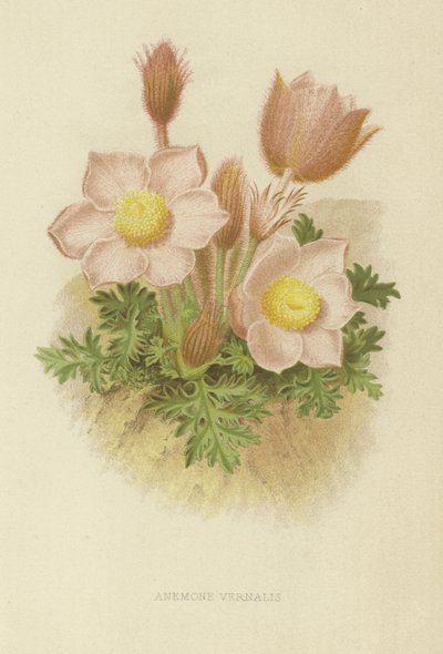 Anemone vernalis autorstwa English School