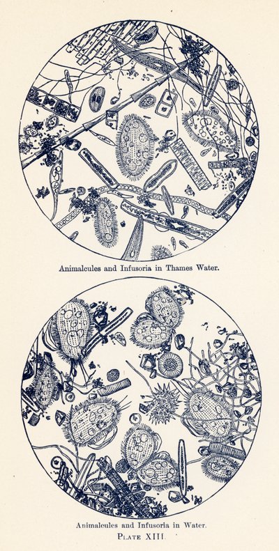 Animalcules i Infusoria w wodzie (kolorowa litografia) autorstwa English School