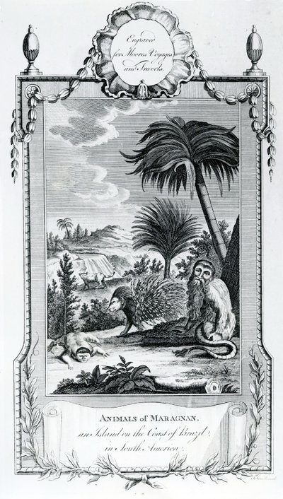 Zwierzęta z Maragnan, ilustracja zaczerpnięta z Moores Voyages and Travels, 1778 autorstwa English School