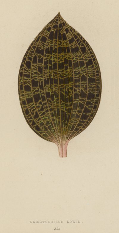Anoectochilus Lowii autorstwa English School
