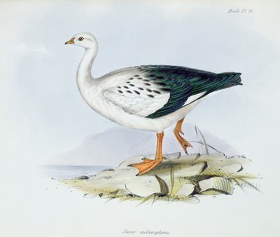 Anser Melanopterus, z Zoologii podróży H.M.S. Beagle 1832-36, Charles Darwin (1809-92), 1840 autorstwa English School