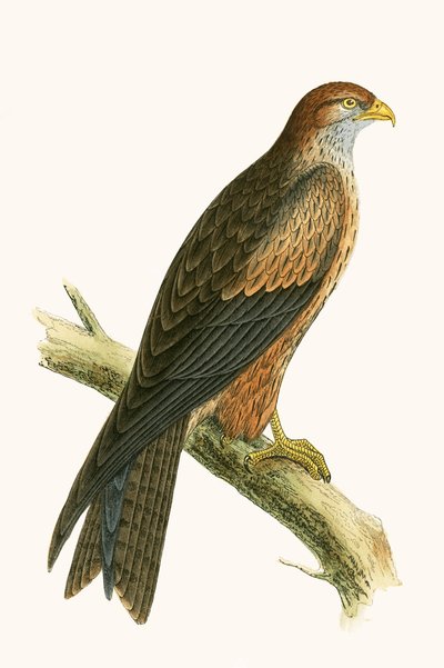 Latawiec arabski, ilustracja z „Historii ptaków Europy nieobserwowanych na wyspach brytyjskich” Charlesa Roberta Bree (1811-86), opublikowana w 1867 r. autorstwa English School