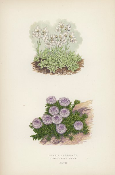 Arabis Androsace; Globularia Nana (kolor lito) autorstwa English School