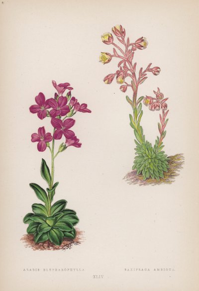 Arabis; Saxifraga Ambigua (kolor lito) autorstwa English School