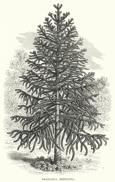 Araucaria Imbricata (grawerowanie) autorstwa English School