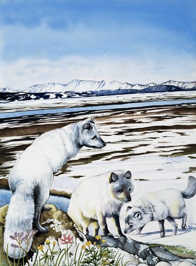 Lis polarny autorstwa English School