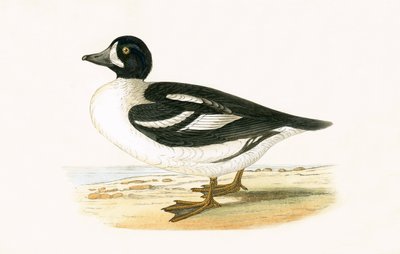 Arctic Garrot, ilustracja z „Historii ptaków Europy nieobserwowanej na wyspach brytyjskich” Charlesa Roberta Bree (1811-86), opublikowana w 1867 r. autorstwa English School