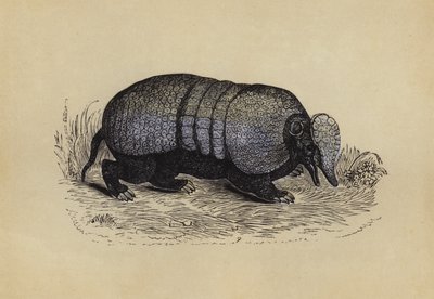 Armadillo (kolorowa litografia) autorstwa English School