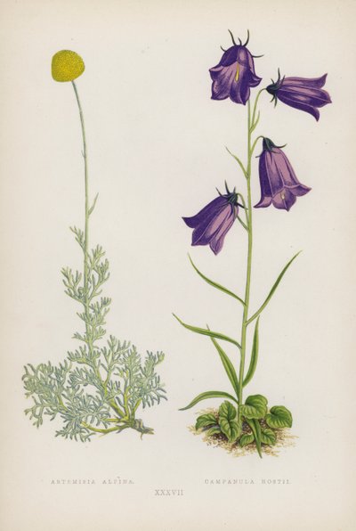 Artemisia Alpina; Campanula Hostii (litografia barwna) autorstwa English School