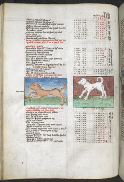 Arundel MS 66 f.44v Canis maior i Canis minor przedstawione jako psy „Katalog gwiazd wydobyty z Ptolemeusza, Almagest…” Kompilacja astrologiczna i proroctwa polityczne autorstwa English School
