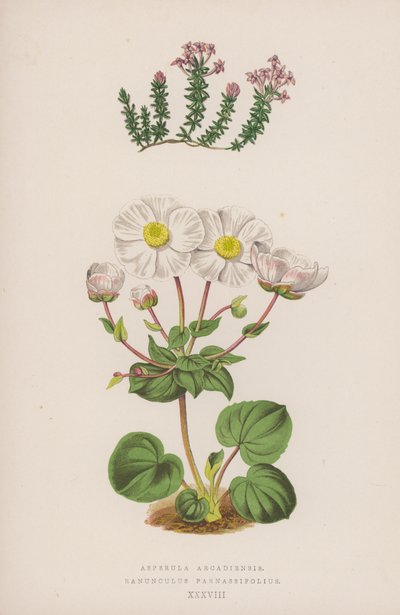 Asperula Arcadiensis; Ranunculus Parnassifolius (kolorowa litografia) autorstwa English School