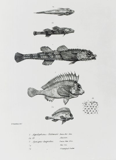 Aspidophorus Chiloensis and Agriopus Hispidus, płyta 7 z 