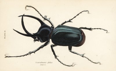 Atlas chrząszcz , atlas Chalcosoma ( atlas Scarabaeus ) autorstwa English School