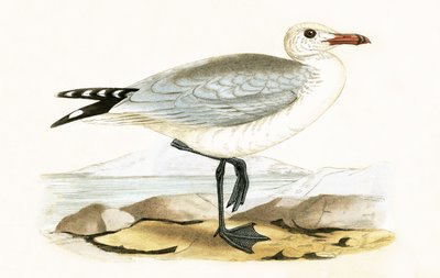 Mewa Audouina, ilustracja z „Historii ptaków Europy nieobserwowanych na wyspach brytyjskich” Charlesa Roberta Bree (1811-86), opublikowana w 1867 r. autorstwa English School