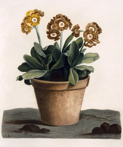 Auricula w doniczce, c.1840s (ręcznie grawerowanie) autorstwa English School