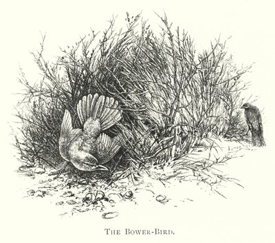 Australia: The Bower-Bird (rycina) autorstwa English School