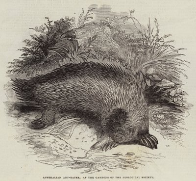 Australijski mrówkożerca, w Ogrodach Towarzystwa Zoologicznego (rycina) autorstwa English School