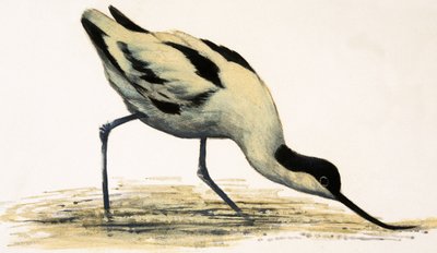 Avocet autorstwa English School