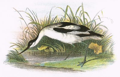 Avocet autorstwa English School