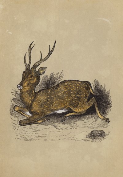 Axis Deer (kolor lito) autorstwa English School