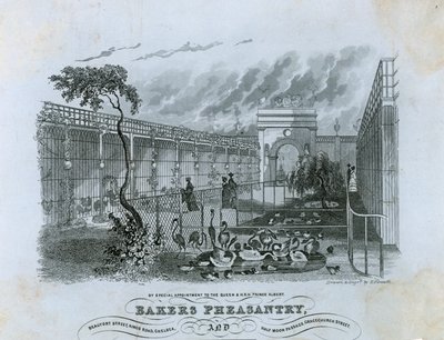 Bażantarnia Bakers, Chelsea autorstwa English School