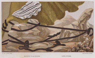Płaskonos pasmowy, robak podłużny (litografia kolorowa) autorstwa English School
