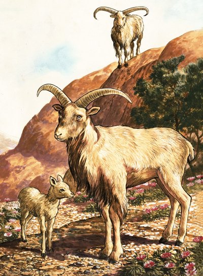 Barbary owce autorstwa English School