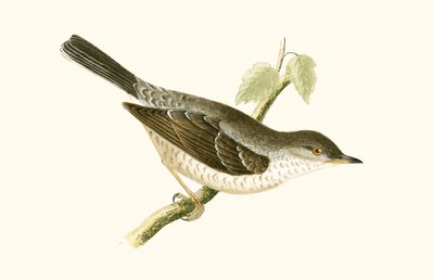 Barred Warbler, ilustracja z „Historii ptaków Europy nieobserwowanych na wyspach brytyjskich” Charlesa Roberta Bree (1811-86), opublikowana w 1867 r. autorstwa English School