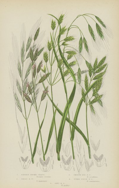 Stokłosa jałowa, stokłosa wielka, stokłosa gładka, stokłosa polna, stokłosa miękka (kolor lito) autorstwa English School