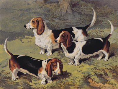 Basset Hounds, 1890 autorstwa English School