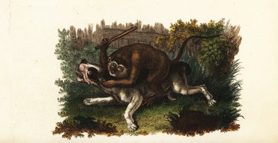 Bitwa między buldogiem a Jackiem, małpą angalską, w Worcester w Anglii autorstwa English School