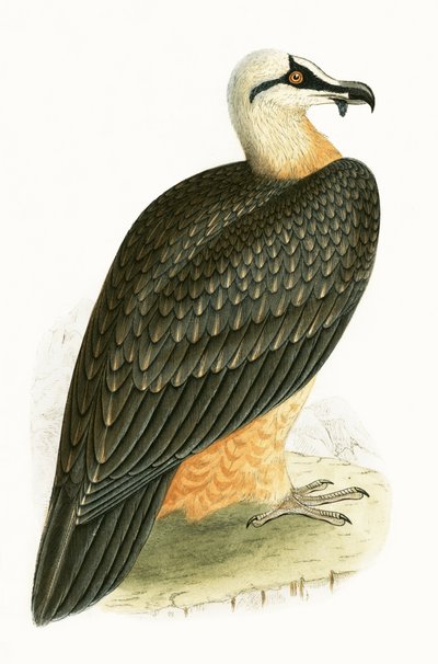 Sęp brodaty, ilustracja z „Historii ptaków Europy nieobserwowanych na wyspach brytyjskich” Charlesa Roberta Bree (1811-86), opublikowana w 1867 r. autorstwa English School