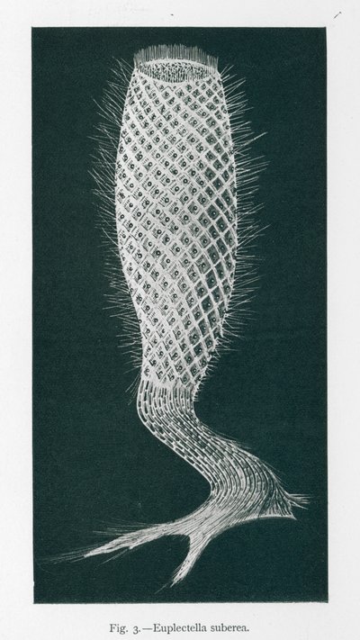 Piękno natury: Euplectella Suberea (litho) autorstwa English School