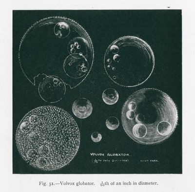 Piękno natury: Volvox Globator (litho) autorstwa English School