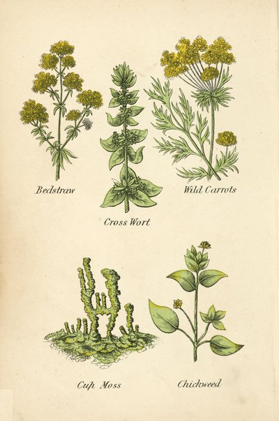 Bedstraw, Krzyżówka, Dzika Marchewka, Cup Moss, Chickweed (kolor lito) autorstwa English School