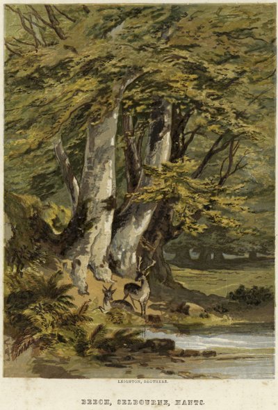 buki, w pobliżu Selborne, Hampshire autorstwa English School