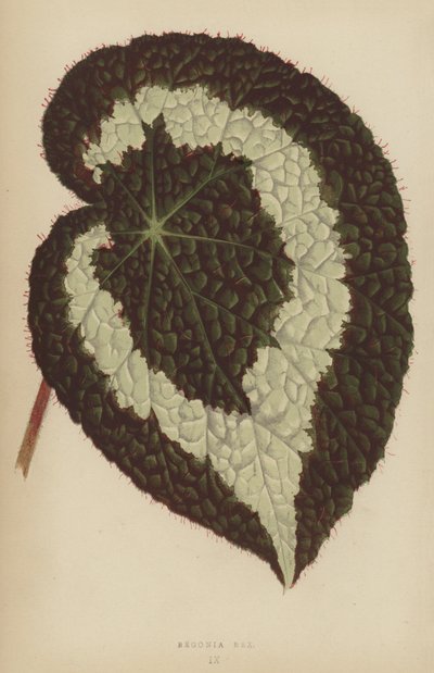 Begonia Rex autorstwa English School