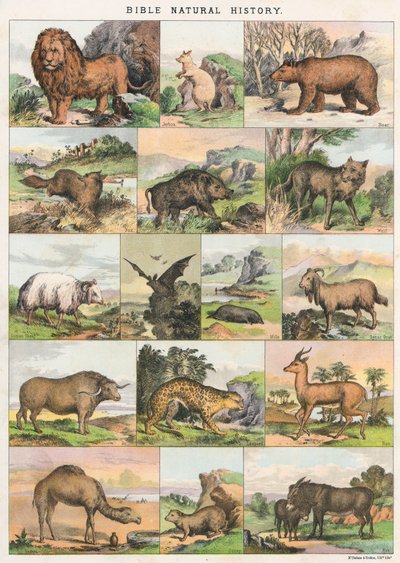 Biblijna historia naturalna autorstwa English School