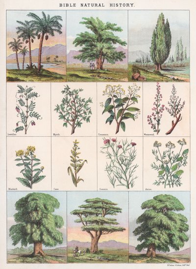 Biblijna historia naturalna autorstwa English School