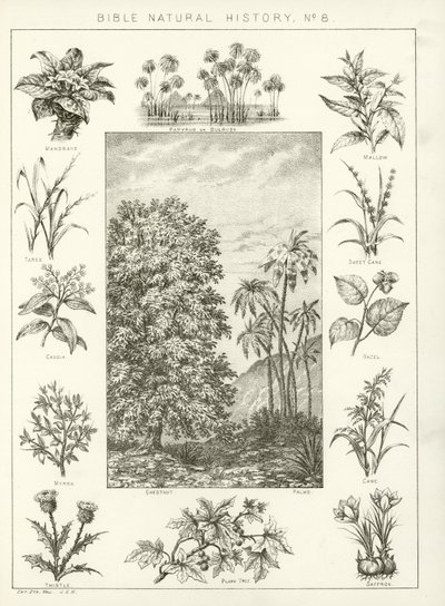 Biblijna historia naturalna autorstwa English School