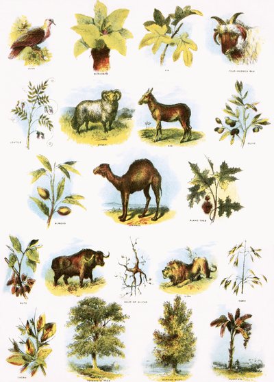 Ilustracje biblijne autorstwa English School