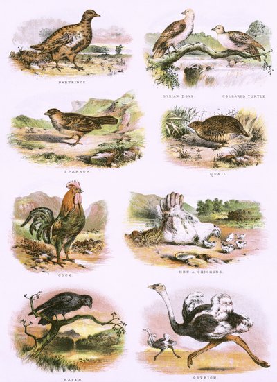 Biblijna historia naturalna autorstwa English School