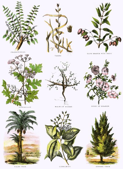 Biblijna historia naturalna autorstwa English School