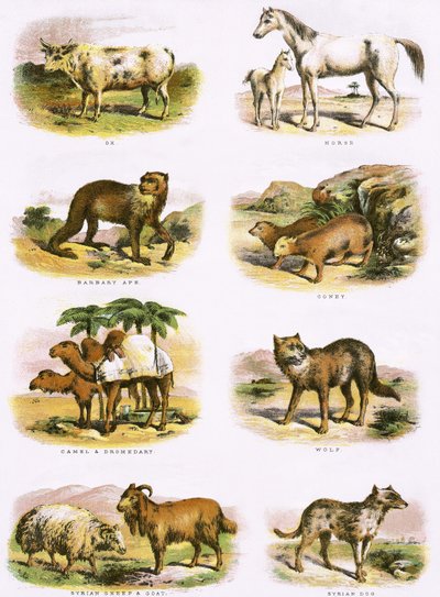 Biblijna historia naturalna autorstwa English School