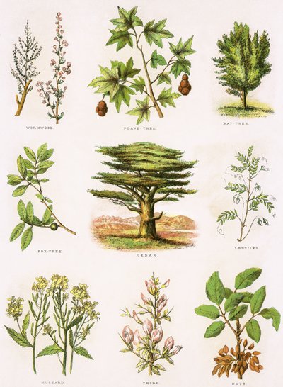 Biblijna historia naturalna autorstwa English School