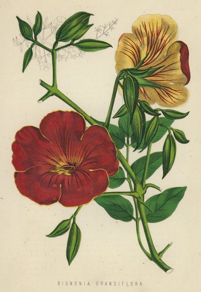 Bignonia Grandiflora (chromolitho) autorstwa English School