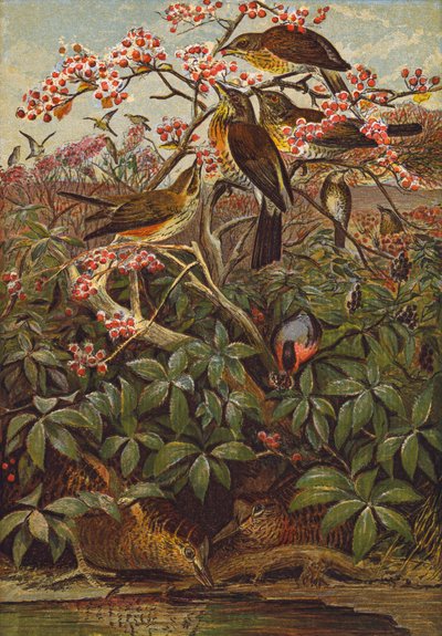 Ptaki (litografia kolorowa) autorstwa English School