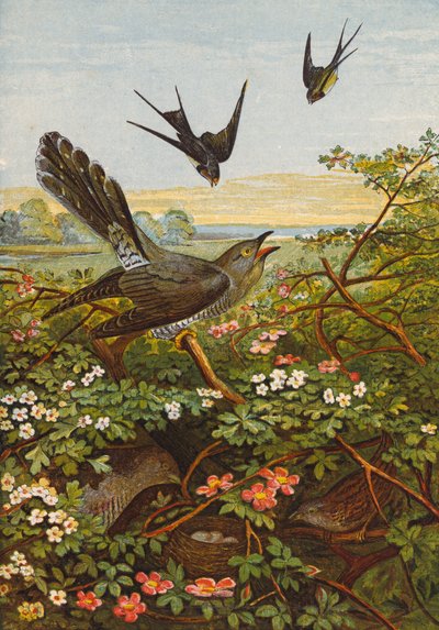 Ptaki (litografia kolorowa) autorstwa English School