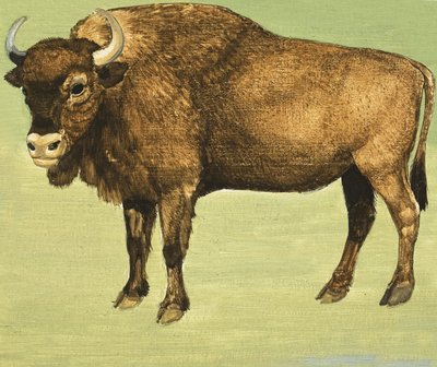 Bizon lub Amerykański Buffalo autorstwa English School