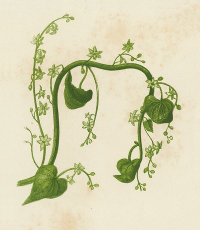 Bryonia pospolita, Tamus Communis (kolorowa litografia) autorstwa English School